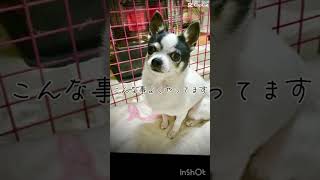 賢虎郎（ケンコロウ）です💓 #chihuahua #犬#チワワ