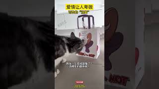 爱情让人卑微，可怜的“汤姆” #搞笑#猫咪