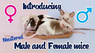 Introducing a neutered male mouse to female mice