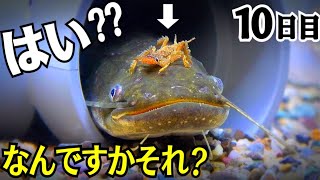 やせ細ったナマズの頭を歩く虫…【痩せたナマズ10日目】