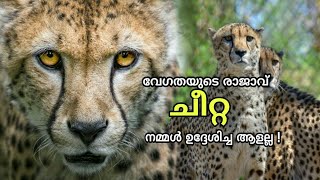 Cheetah Fastest running animal 🔥 വേഗതയുടെ രാജാവ് 🐆 | N4E