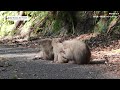 ヤクザルのパトロールに引っかかり職質を受ける！？ 屋久島 西部林道（世界自然遺産） ヤクシマザル ヤクニホンザル monpai monyet サル 猿 子ザル 小猿