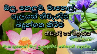 ඕලූ, නෙලුම්, මානෙල් නිවැරැදිව බදුන්ගත කිරීම/lotus, water lily Properly potted/water plants