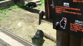 タスマニアデビル＠多摩動物公園（2016.6.11）①