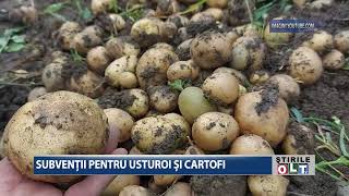 SUBVENTII PENTRU USTUROI SI CARTOFI 0505