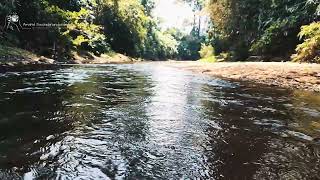 കാട്ടിനുള്ളിൽ കല്ലാർ പുഴയുടെ തീരത്ത് ഒരു ദിവസം | Duke's Forest Lodge