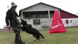 Beatrice vom Haus Cosi in first bitework training with Marek Urban