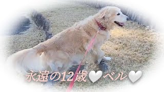 【永遠の12歳🤍ベル物語🐶11】白いお花がよく似合う虹の橋のベルへ🌈たくさんのお友だちと走り回っていますか？お腹いっぱい食べていますか？みんなニコニコ笑顔ですか？