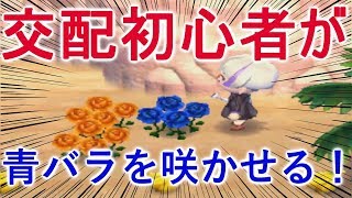 【とび森】花の交配初心者でも青バラは咲かせられます！【PART111】