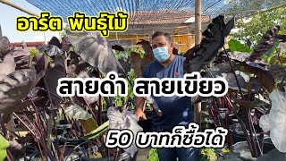 บุกดงโคโลสายดำ สายเขียว ราคาเริ่มต้น 50 บาท มีเยอะมาก