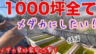 改良メダカ愛好家宅突撃！鳥取県米子市編/赤いメダカを撮影すると更に赤すぎるメダカに変貌した。詐欺レベル！