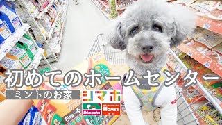 一緒にお買い物なんて最高だ。愛犬と初めてのホームセンターへ