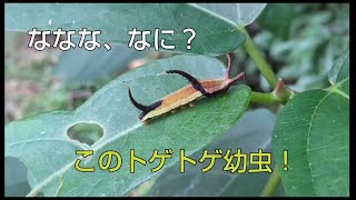 【身近な生き物】変な幼虫見つけた！イシガケチョウ