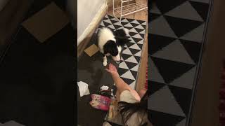 與果果的兩天一夜苗栗露營之旅EP6練習握手中 #bordercollie #cute #fun #苗栗露營 #camping