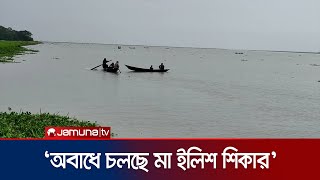 তেঁতুলিয়া নদীতে অবাধে চলছে মা ইলিশ শিকার | Bauphal | Ilish | Tentulia River | Jamuna TV