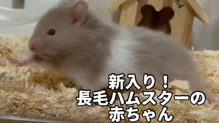 長毛ハムスターの赤ちゃん