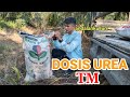 Jangan sampai salah DOSISS.!!!  APLIKASI PUPUK TUNGGAL(UREA) UNTUK KELAPA SAWIT MENGHASILKAN(TM)||