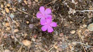 Wild Carnivorous Drosera Porongurup