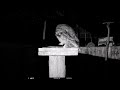 wild tawny owl 15th april 2023