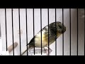 the most beautiful and powerful canary singing for all canaries