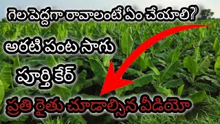 అరటి పంట సాగు పూర్తి వివరాలు || గెల పెద్దగా రావాలంటే ఏం చేయాలి? || ప్రతి రైతు చూడాల్సిన వీడియో