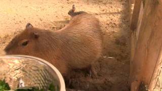 カピバラ　（渋川動物公園編）ピペ君の底力