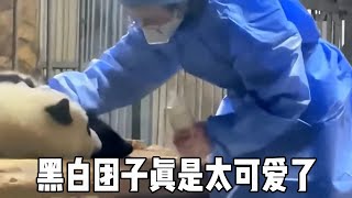 黑白团子真是太可爱了，奶妈抱着奶瓶进来两只熊猫宝宝想要截胡，却晚了一步【大橙子数据】