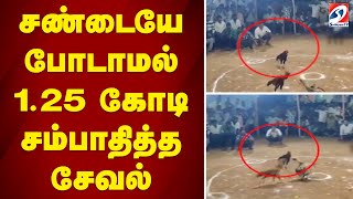 சண்டையே போடாமல் 1.25 கோடி சம்பாதித்த சேவல்