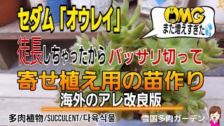 徒長したオウレイで寄せ植え用の苗作り/海外のアレやってみた改良版　＃多肉植物　＃Succlent　＃吊るす葉挿し