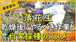 【落花生栽培】乾燥後の処理と自家採種のコツ【有機農家直伝！無農薬で育てる家庭菜園】　23/10/26