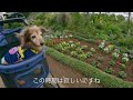 【18歳と15歳老犬カニンヘンダックスvlog】まだ早かった銀杏並木　ソラは楽しんだけどね。