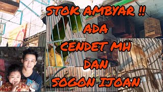 STOK AMBYAR !! Ada cendet MH,,sogon ijoan,,konin metalik dll harga nego