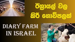 ඊශ්‍රායල් වල කිරි ගොවිපලක්  I  Dairy Farm in Israel - Farm worker - Sinhala - 2023