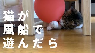 猫が風船で遊ぶと割れる？割れない？ヒヤヒヤしながら見る動画