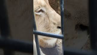 柔春●㊸ホワイトライオン・白獅子・リズムちゃん・沖縄こどもの国・・・White_Lion・Okinawa Zoo \u0026 Museum(20230317)