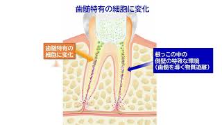 歯髄再生メカニズムの説明