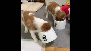 キャバリアの子犬　もぐもぐタイム　生後59日【キャバリア　カル＆ミル】 Cavalier King Charles Spaniel puppy 2021.7.17