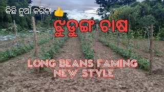 ଝୁଡୁଙ୍ଗ ଚାଷ ଓଡ଼ିଆ ||long Yard Farming Odia ||how to farm yard long beans