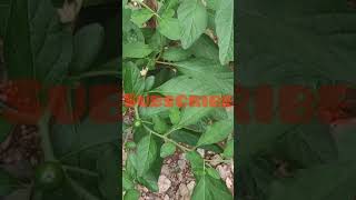 ഇങ്ങനെയൊരു ചെടി നിങ്ങളുടെ വീട്ടിൽ ഉണ്ടോ..... Medicinal plant... A\u0026AJVlogs