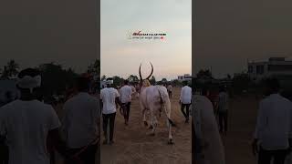 🚩💫ಕರ್ನಾಟಕ ಕಿಂಗ್ ಮುರಗುಂಡಿ💥🚩#kannada #bailgada #bull #trending #viralvideo #janapada #song #farming