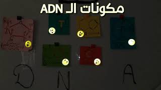 مكونات الـ. ADN باختصار 👌الحمض الريبي النووي منقوص الاكسجين