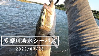 多摩川淡水シーバス 09/26