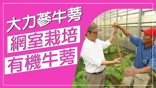 長長牛蒡，你知道要怎麼挖出來嗎！？挖牛蒡先學挖土，挖錯整根斷，全台罕見牛蒡網室，栽種有機牛蒡，人工搭配先進採收機採收，省時省力品質超好！【蔬果百科真有趣】