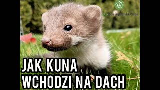 Jak Kuna Wchodzi Na Dach : Ekodocieplenia