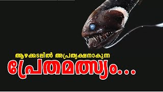 ആഴക്കടലിൽ അപ്രത്യക്ഷനാകുന്ന പ്രേതമത്സ്യം ANIMAL WORLD MALAYALAM|MINHA FATHIMA