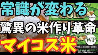 日本の米作りの未来を変える「マイコス米」登場！終始乾田で栽培効率2倍に！日本農業の未来を変える新技術とは？