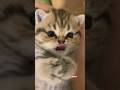 meow meow billi karti meow | cat video| #youtubeshorts #shortvideo #cat #cats