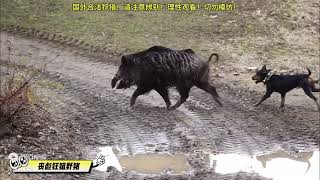 国外丧彪狂狙野猪！超猛大野猪连中几枪依然能够狂奔！