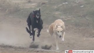 Tazi dog | greyhound race 2018 | carrera de galgos