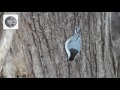 white breasted nuthatch